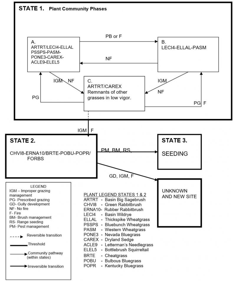 Model diagram