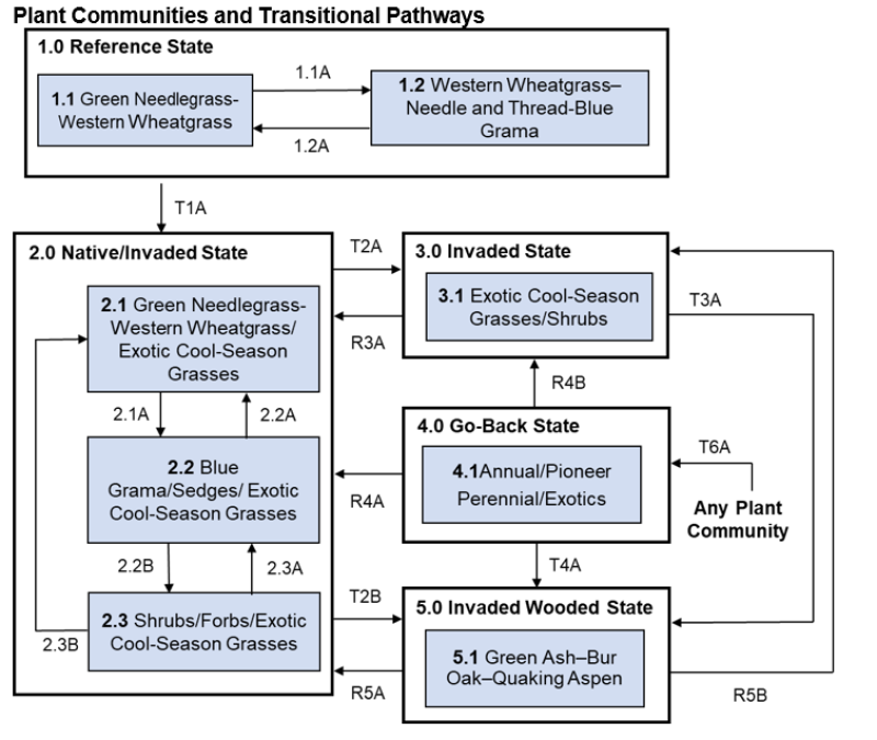 Model diagram