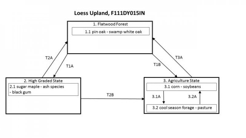 Model diagram