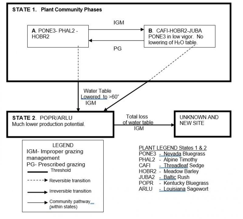 Model diagram