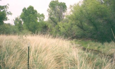 Historic Climax Plant Community