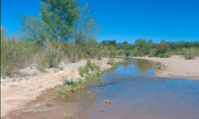 Cottonwood, seep willow strand