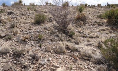 Nitrogen fixing shrubs/succulents/shrubs/warm season grasses state