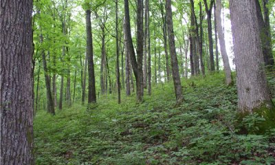 Moderately Deep Interbedded Limestone-Shale Oak-Hickory Forest