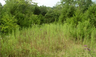 Transitional Field