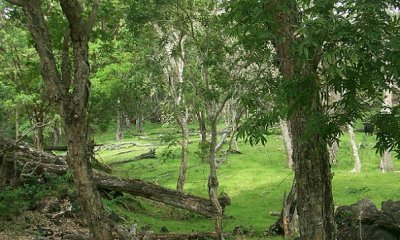 Naturalized Grassland State with >25% Large Native Tree Cover State