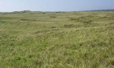Naturalized Grassland State with <25% Large Native Tree Cover State