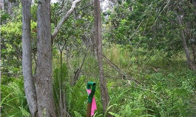 Invaded Understory State