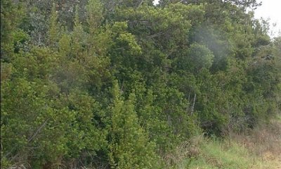 Invaded Overstory and Understory State