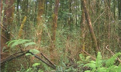 Tree Plantation with Exotic Understory State
