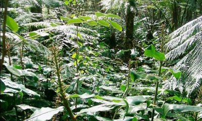 Native Forest with Invaded Understory State