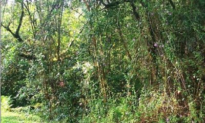 Invaded Overstory and Understory State