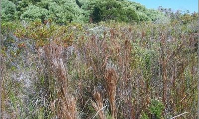 Invaded Naturalized Grassland State