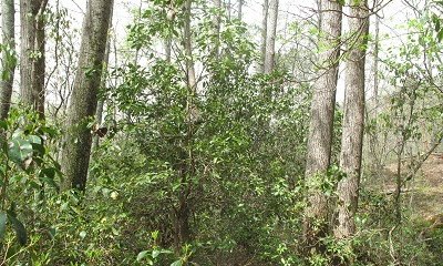 Mixed hardwood and pine forest (Naturalized State)
