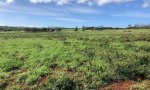 State 1 Refence Moloka silty clay loam 3-7 percent