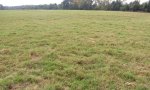 bermuda_grass_2