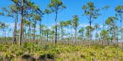 Southern Florida Flatwoods