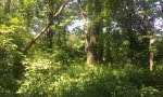 Placemark 1 (4)