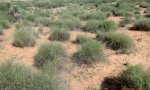 sandygrassyshrubland