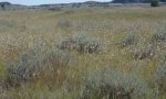 ChoppySands_2.1