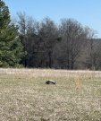 pasture land 87A