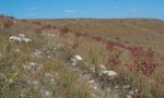 MidgrassTallgrassPlantCommunity