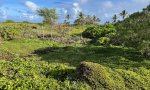 pic Sandy Shrubland Native State Kanaha Ponds PROCTOR FINAL