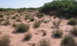 Sandy_shrubland_b