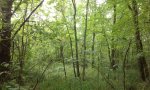 IMG_1353