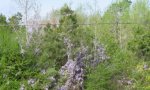 Wisteria