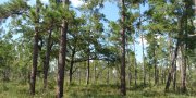 Western Gulf Coast Flatwoods