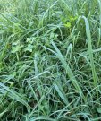 IMG_3332_resize