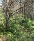 IMG_1351