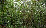 08CS02302_RPC